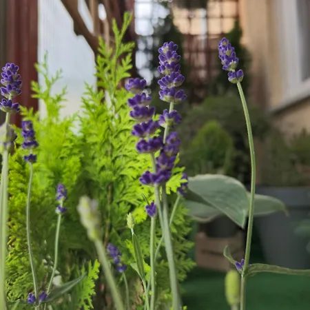 公寓 Magvel 什切青