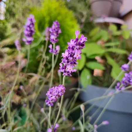 Daire Magvel Szczecin