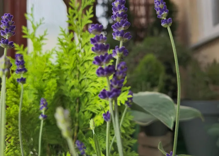 Appartement Magvel Szczecin