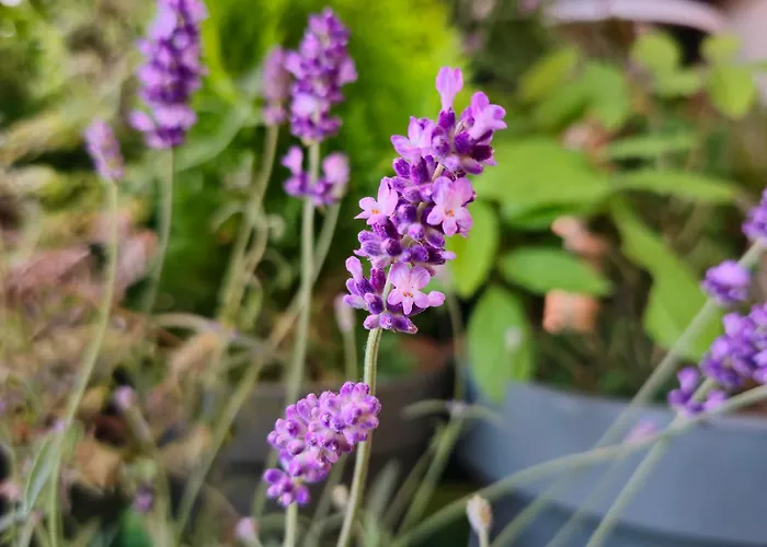 Apartment Magvel Szczecin