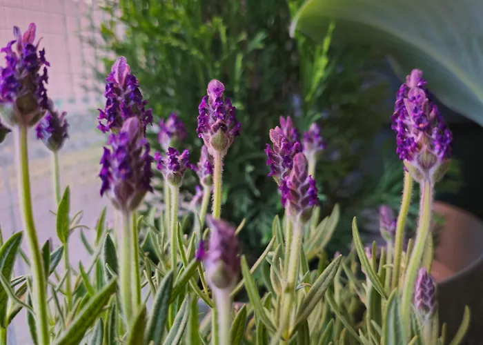 Magvel Appartement *